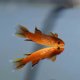 Orange Australe Killifish (Aphyosemion australe) - male