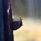 Dark Horned Nerite Snail