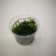 Assorted Moss - small cup