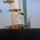 Red Belted Goby (Sicyopus zosterophorus)