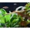 Short-tailed Pipefish (Microphis brachyurus)