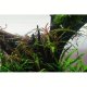Hygrophila pinnatifida - tissue culture