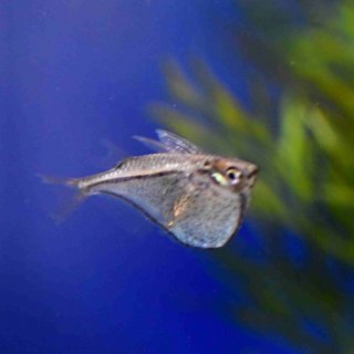 Pygmy hatchetfish (Carnegiella myersi)