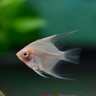 Red Angelfish