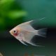 Red Angelfish