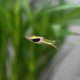 Lime Green Endler (Poecilia wingei) - male