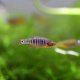 Emerald Dwarf Rasbora (Microrasbora erythromicron)