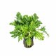 Hygrophila difformis variegated - potted
