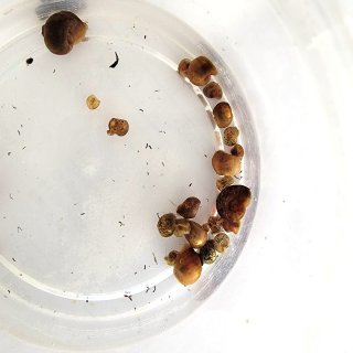Dozen of Ramshorn Snails
