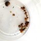 Dozen of Ramshorn Snails