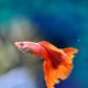 Full Red Albino Guppy - Male