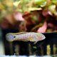 Peacock Goby (Tateurndina ocellicauda)