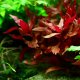 Alternanthera reineckii 'Rosanervig' - potted