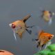 Red Devil Angelfish - Medium