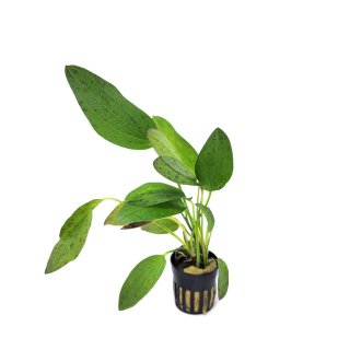 Echinodorus \'Ozelot Red\' - potted