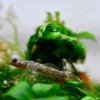 Red Spotted Goby (Rhinogobius rubromaculatus)