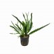 Hygrophila odora - potted