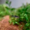 Black Pygmy Cory (Corydoras pygmaeus)