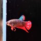 Avatar Plakat Betta - Male