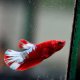 Red Hellboy Plakat Betta - Male