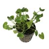 Nymphoides sp. 'Taiwan' - potted