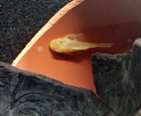 L144 black eyed yellow bristlenose