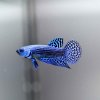 Blue Alien Wild Betta - Male