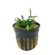 Cryptocoryne parva - potted