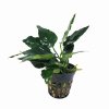 Anubias 'King Kong - potted
