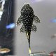 Gold Nugget Pleco (L81)