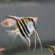 Zebra Angelfish Medium