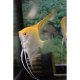 Gold Angelfish Large