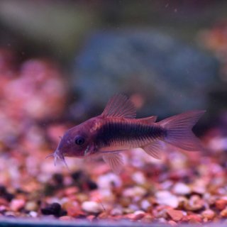 Corydoras eques (hybrid)