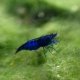 Fantasy Blue Velvet Shrimp