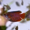 Dwarf Gourami Rainbow (Colisa lalia)