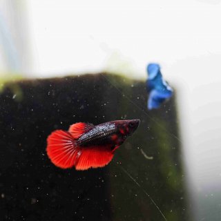 Female Delta Betta (Betta spendens)