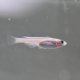Galaxy Pearl Ricefish (Oryzia latipes)