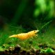 Golden Orange Camo Shrimp