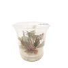 ADA Samolus parviflorus 'Red' - tissue culture