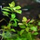 Ludwigia repens - potted