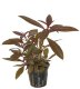 Ludwigia glandulosa (peruensis) - potted