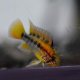 Apistogramma macmasteri