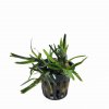 Eichhornia diversifolia - potted