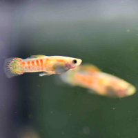 Endler Guppy Ginga Rubra (Poecilia wingei)
