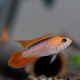 Apistogramma agassizi Fire Red