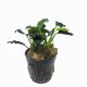 Anubias nana 'Mini Kirin' - potted