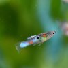 Endler Guppy Japanese Blue (Poecilia wingei)