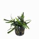 Eichhornia diversifolia - potted