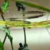 Wrestling Halfbeak (Dermogenys pusilla)