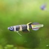 Clown Killifish (Epiplatys annulatus) - male